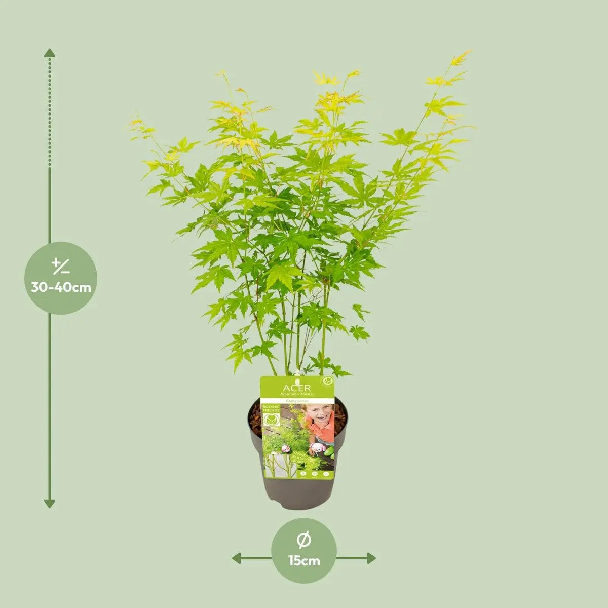 Topfdetail Ø15 cm – Acer Esdoorn als Outdoor-Pflanze (Naturprodukt)
