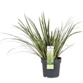 Acorus gramineus ‘Argenteostriatus’ Ø14 cm, Höhe ca. 30 cm – kompakte Größe