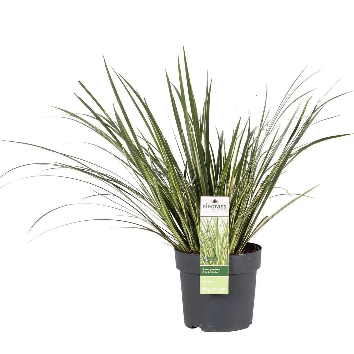 Acorus gramineus ‘Argenteostriatus’ Ø14 cm, Höhe ca. 30 cm – kompakte Größe