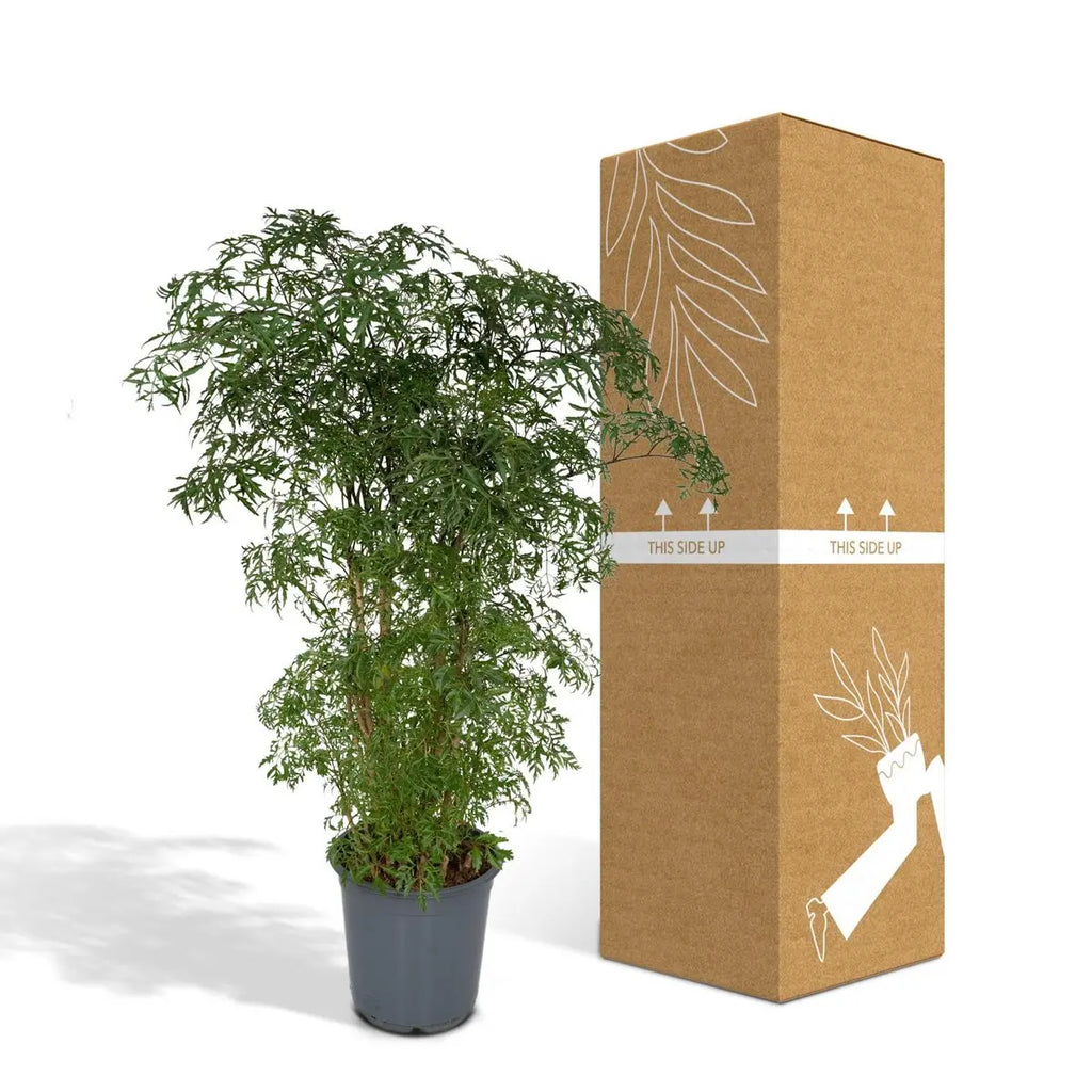 Polyscias Fruticosa - Aralia - Ø21cm - ↕75cm MEERgroothandel Planten