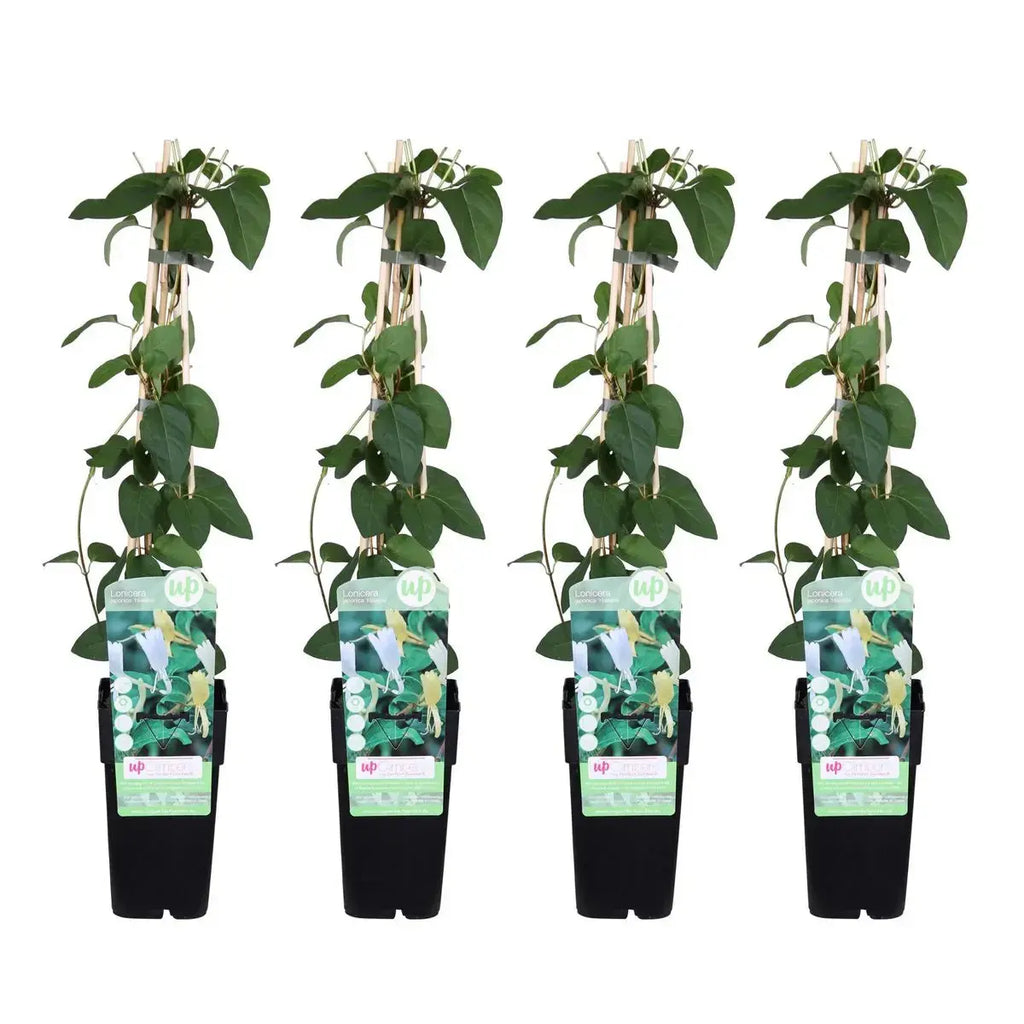 4x - lonicera japonica 'halliana' - ↨65cm - Ø15 MEERgroothandel Planten