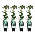 4x - lonicera japonica 'halliana' - ↨65cm - Ø15 MEERgroothandel Planten
