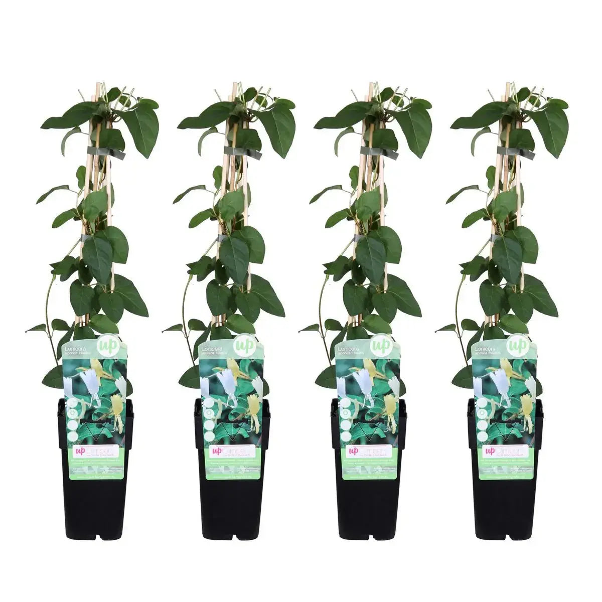 4x - lonicera japonica 'halliana' - ↨65cm - Ø15 MEERgroothandel Planten