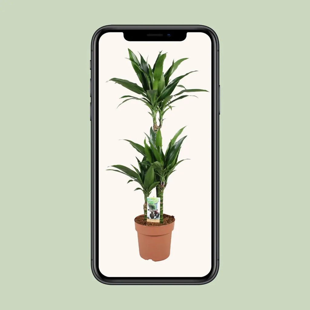 Dracaena Janet Craig 60-30-15 - Ø21 cm - ↕100 cm MEERgroothandel Planten