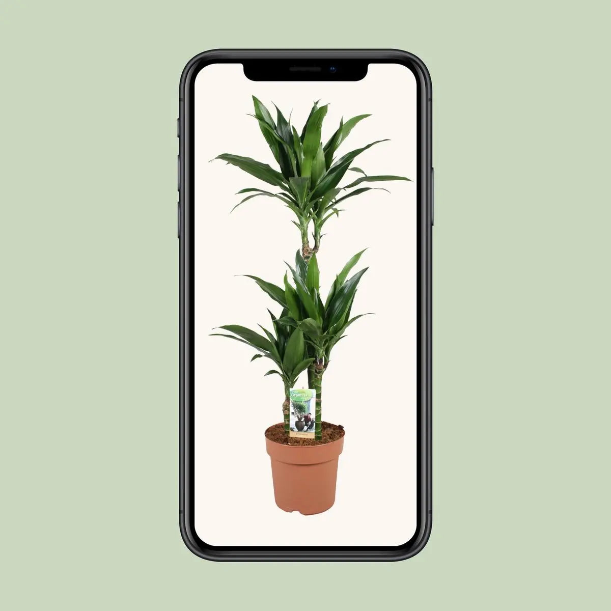 Dracaena Janet Craig 60-30-15 - Ø21 cm - ↕100 cm MEERgroothandel Planten