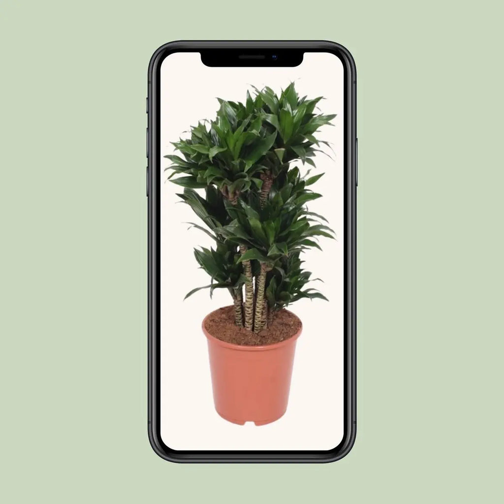 Dracaena Compact - Ø24cm - ↕80 cm MEERgroothandel Planten
