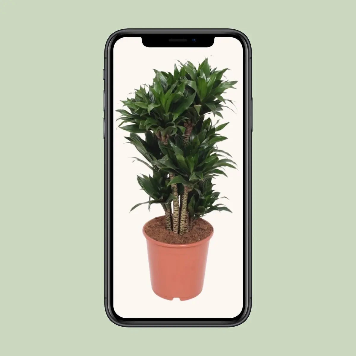 Dracaena Compact - Ø24cm - ↕80 cm MEERgroothandel Planten
