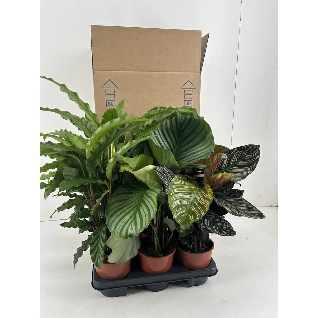 Calathea Mix p14cm MEERgroothandel Planten