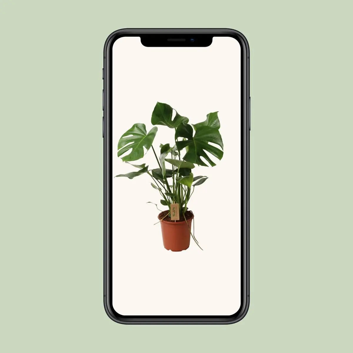 Köstliche Monstera P21 - Ø21cm - ↕60 cm MEERgroothandel Planten