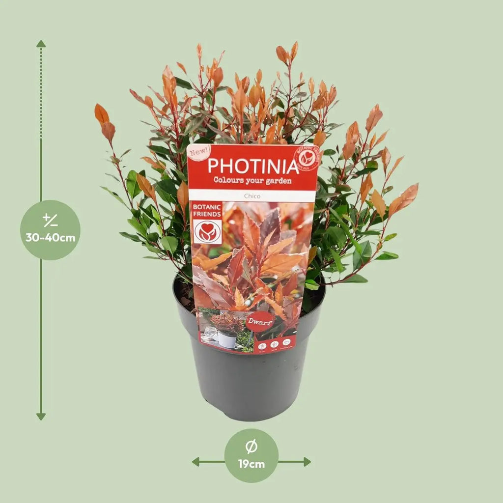 Photinia x fraseri 'Chico'® – Glanzmispel, P19, 25 cm - Pille Gartenwelt