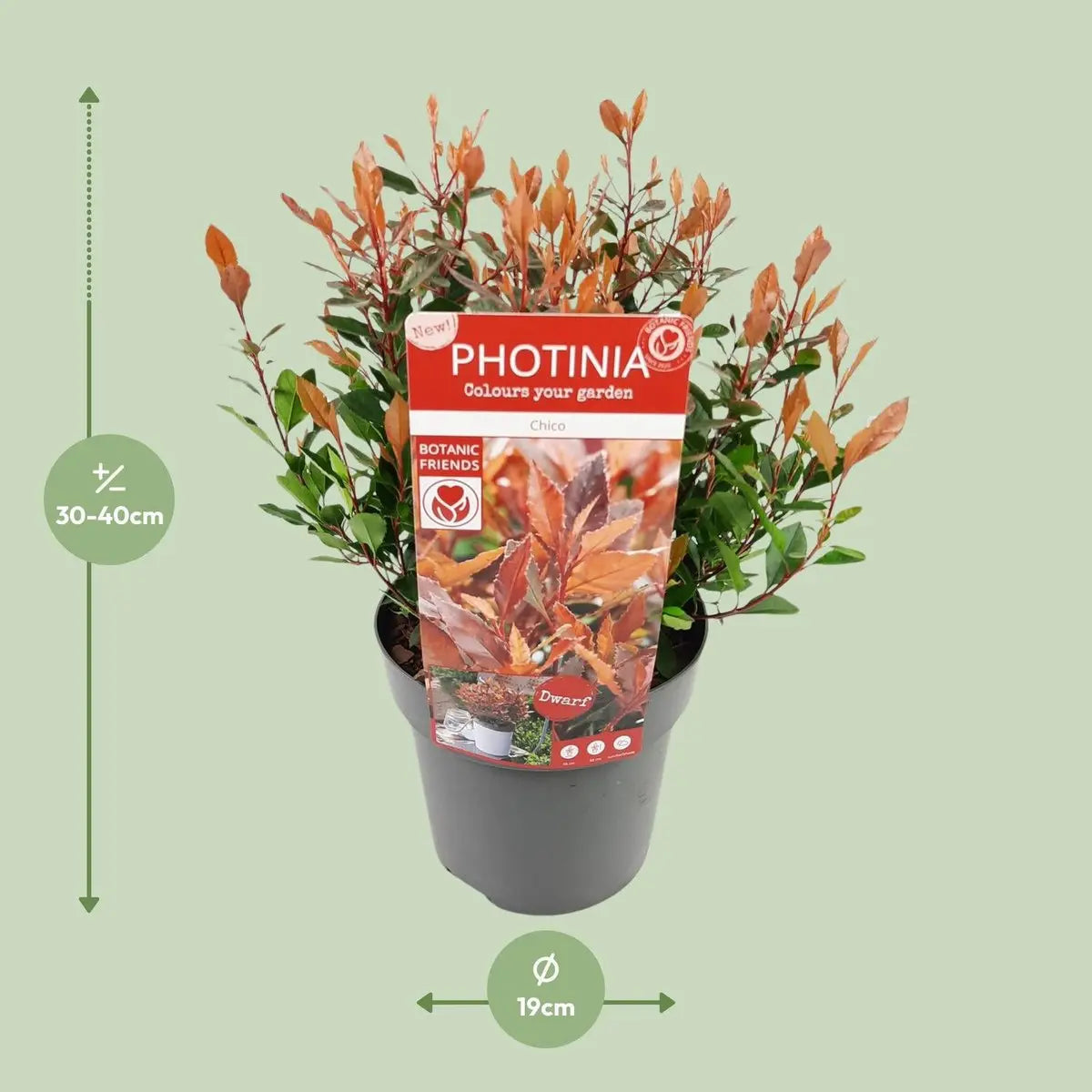 Photinia x fraseri 'Chico'® – Glanzmispel, P19, 25 cm - Pille Gartenwelt