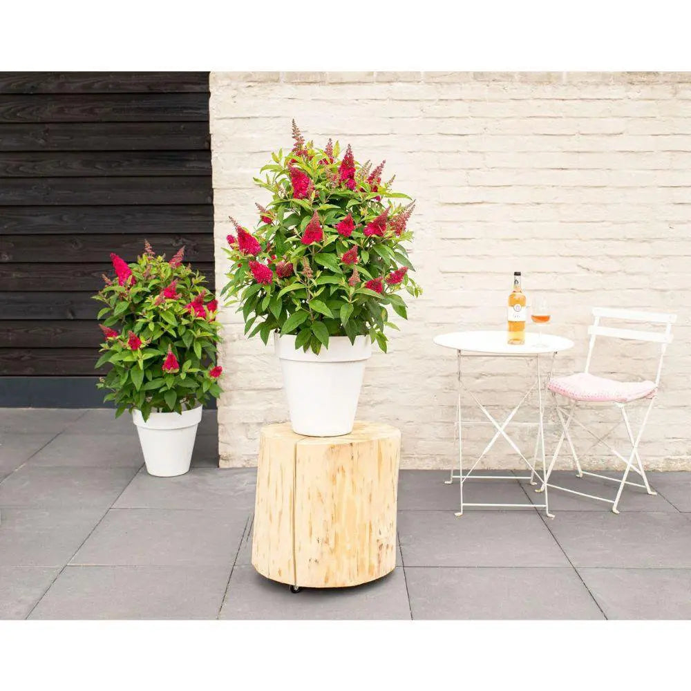 Buddleja Dav. 'Butterfly Candy Little Ruby'® - ↕25 cm - Ø19cm - Pille Gartenwelt