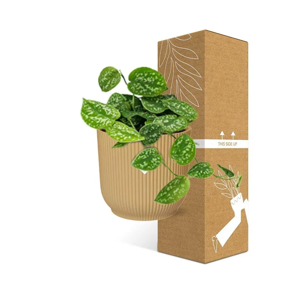 Scindapsus gemalt 'Argyraeus' in Elho -Vibes Falten Sie 14 cm Geel MEERgroothandel Planten