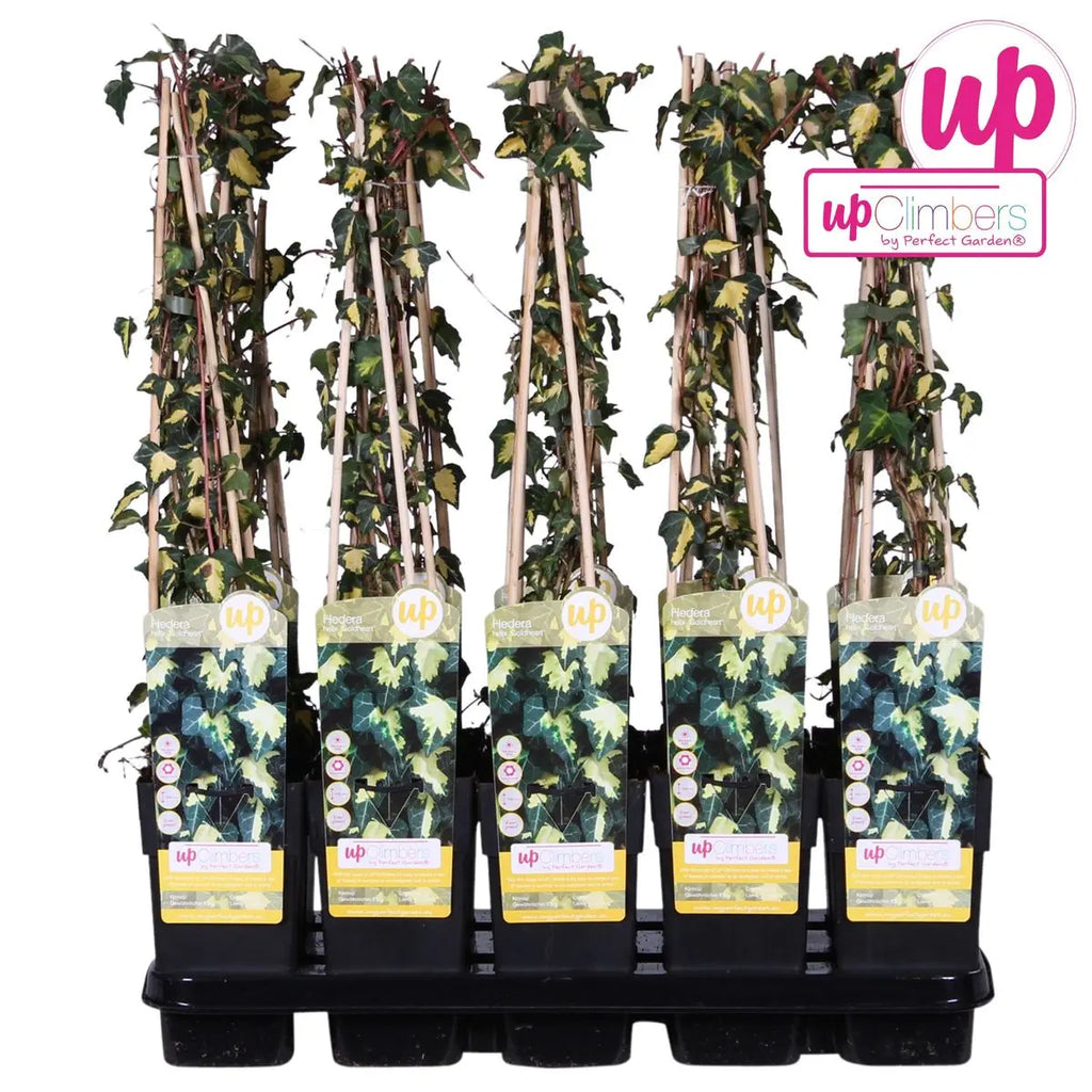 Goldefeu | Gelbbunter Efeu Hedera Helix 'Goldheart' - Ø15cm - ↕65 cm | winterhart | immergrün - Pille Gartenwelt
