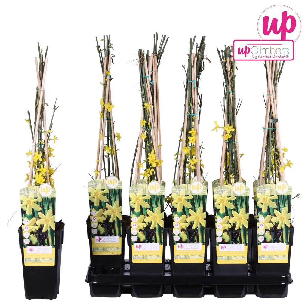 WInterjasmin Jasminum nudiflorum - Ø15cm - ↕65 cm - Pille Gartenwelt