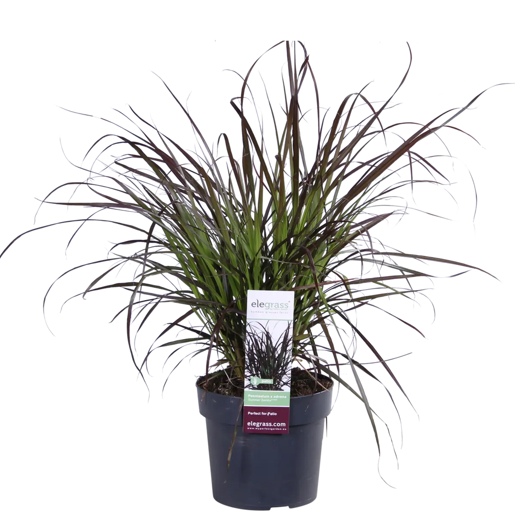Pennisetum advena 'Summer Samba'  'Sommer Samba' - Ø19cm - ↕50cm | Lampenputzer Gras