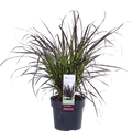 Pennisetum advena 'Summer Samba'  'Sommer Samba' - Ø19cm - ↕50cm | Lampenputzer Gras