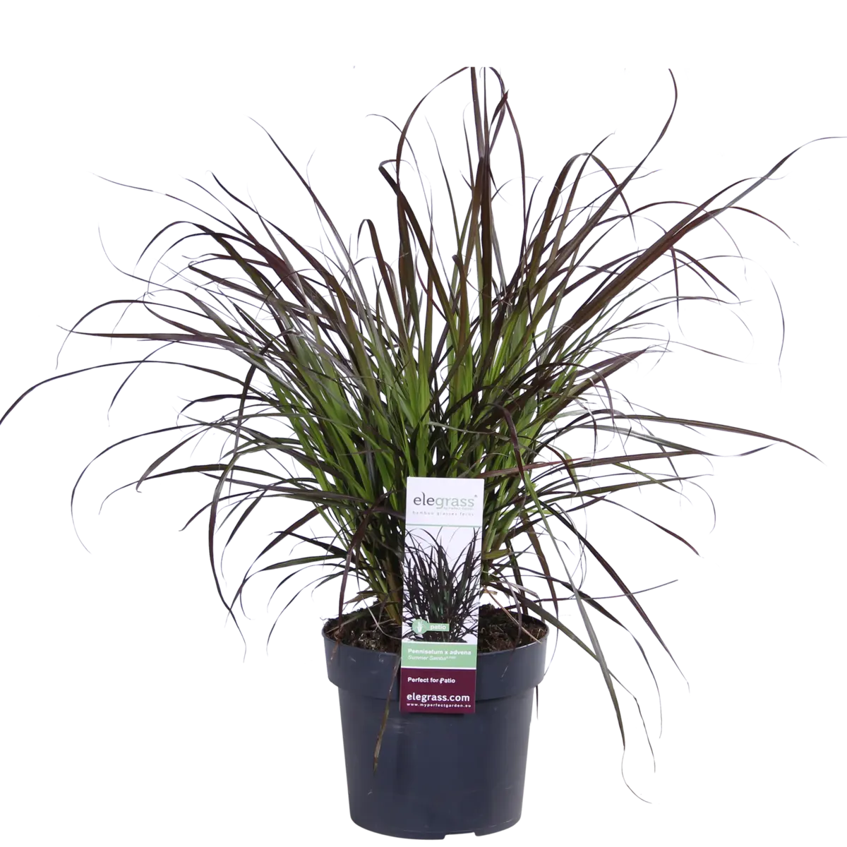 Pennisetum advena 'Summer Samba'  'Sommer Samba' - Ø19cm - ↕50cm | Lampenputzer Gras