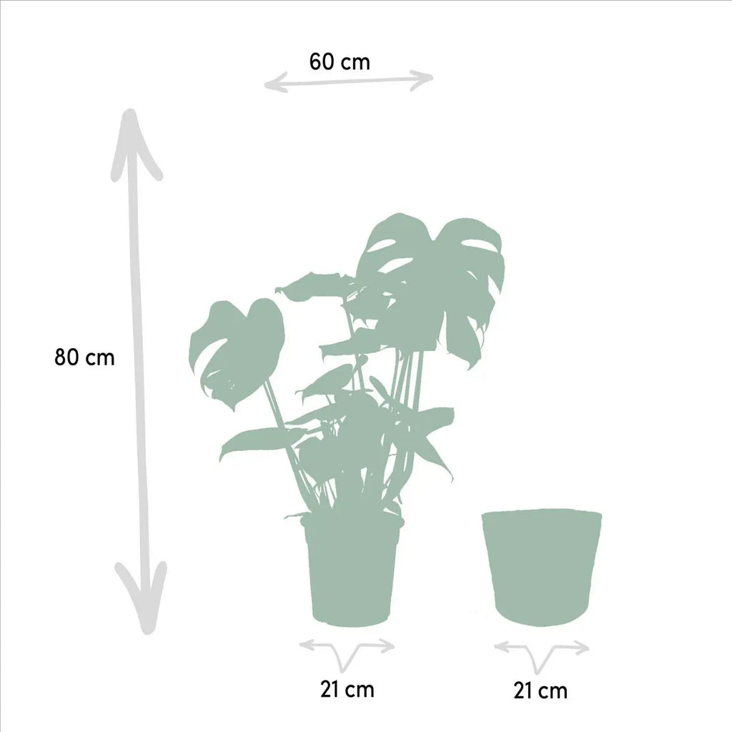 Monstera Deliciosa - ↨80cm - Ø21cm + Mand Igmar - Pille Gartenwelt