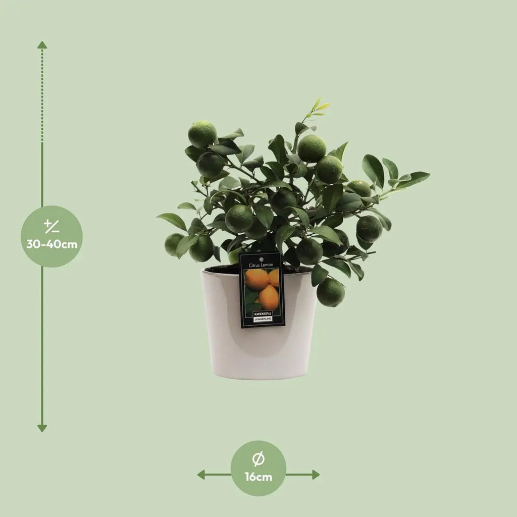 Zitruszitronen Ø16cm - ↕45 cm - Pille Gartenwelt