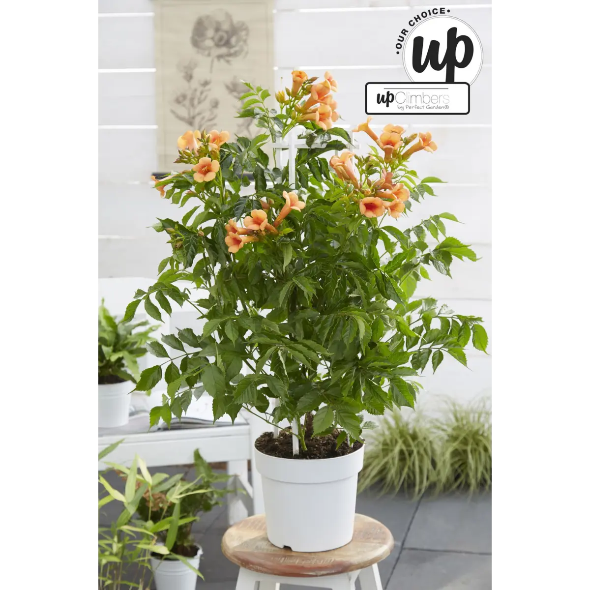 Campsis Indian Summer - Trompetenblume Orange - Ø15 cm - ↕65 cm - Pille Gartenwelt