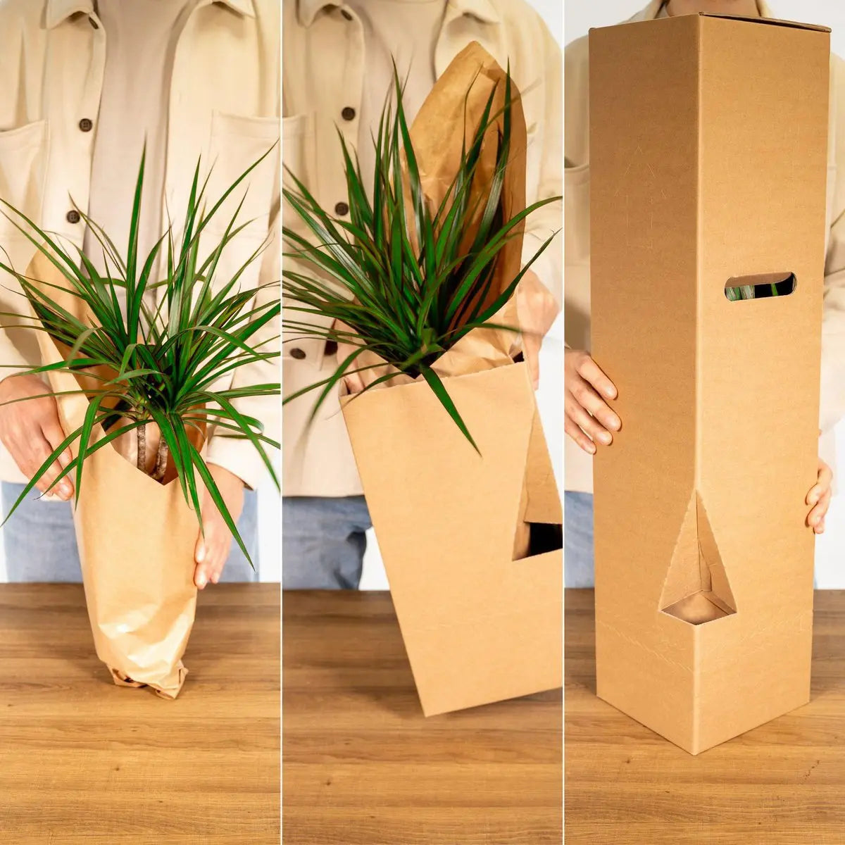 Boxing und Unboxing der verschiedenen Versandverpackungen der Pflanzen