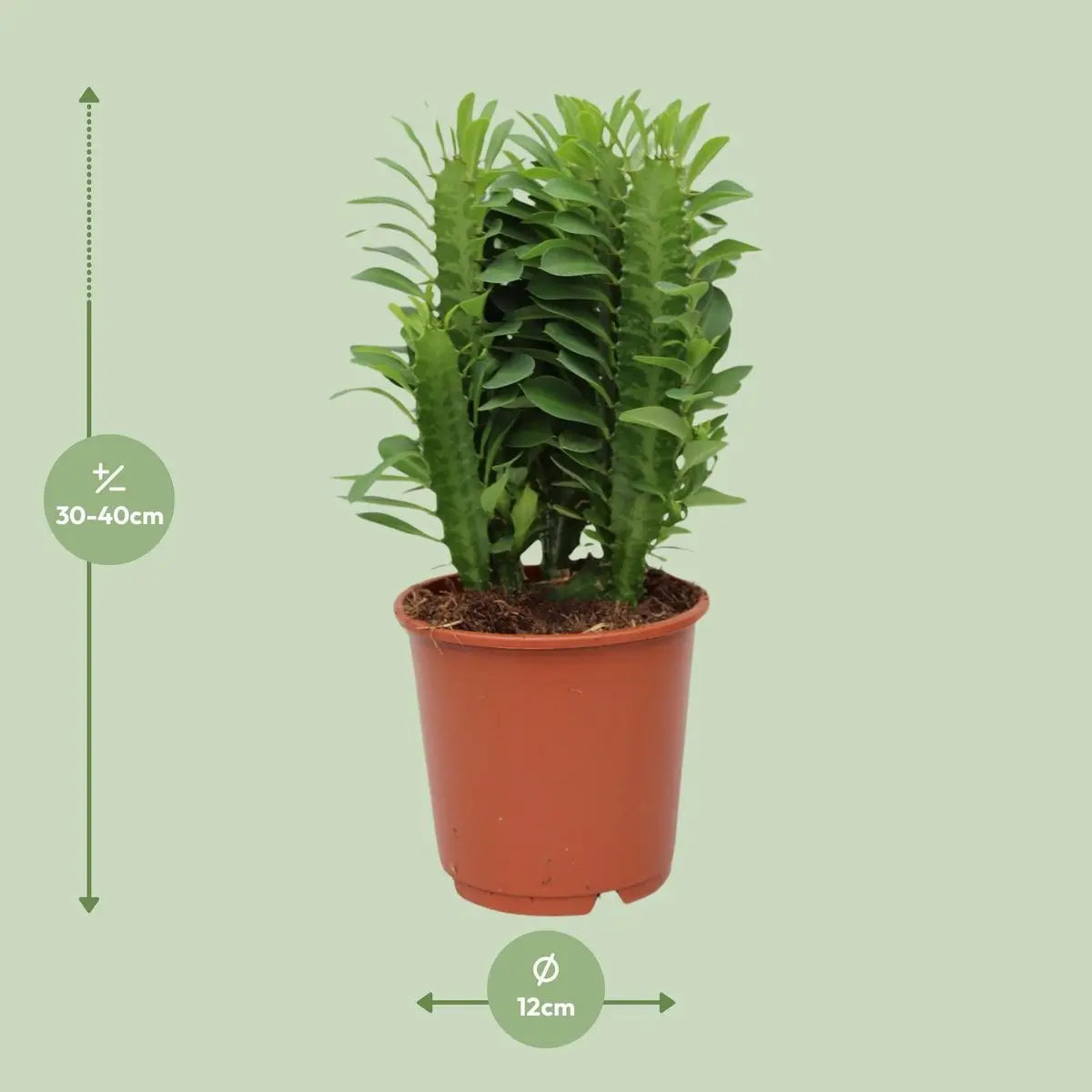 Euphorbia trigona im Kulturtopf Ø12 cm – Topf- und Substratansicht