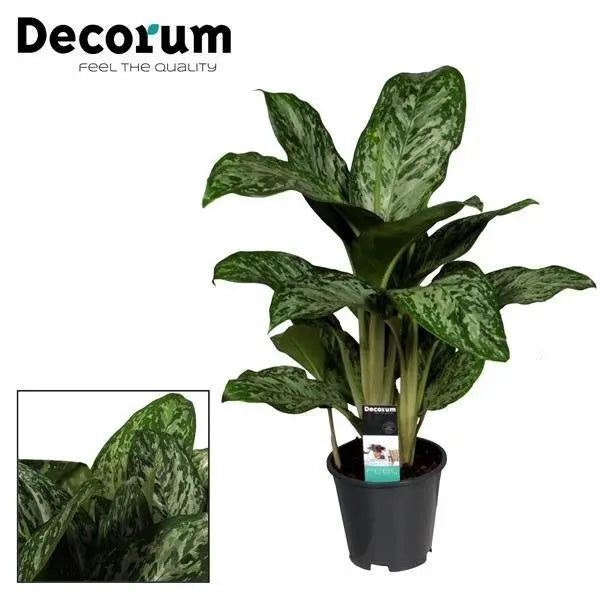 Aglaonema Greenlight im Ø17 cm Topf freigestellt auf weißem Hintergrund