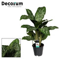 Aglaonema Greenlight im Ø17 cm Topf freigestellt auf weißem Hintergrund