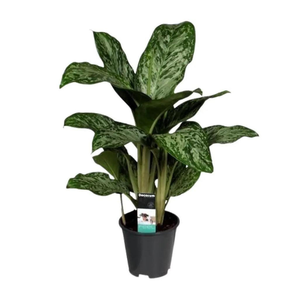 Aglaonema Greenlight im Ø17 cm Topf freigestellt auf weißem Hintergrund 2