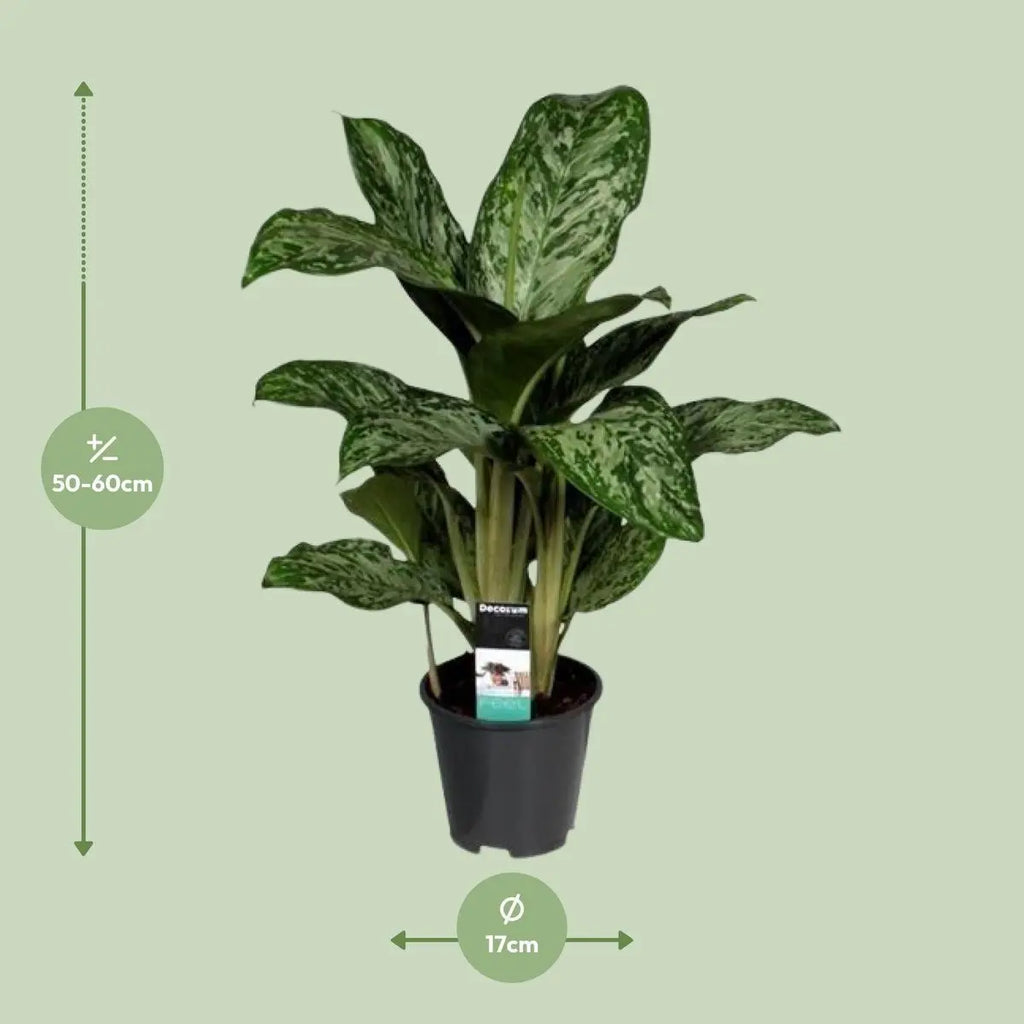 Aglaonema Greenlight Lieferhöhe ca. 60 cm – Größenvergleich bei Lieferung