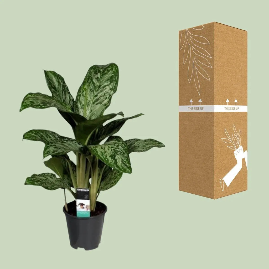 Aglaonema Greenlight neben bruch- und transportsicherer Versandverpackung