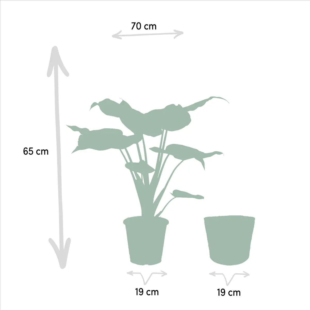 Alocasia cucullata ca. 60 cm – pfeilförmige Elefantenohr-Blätter