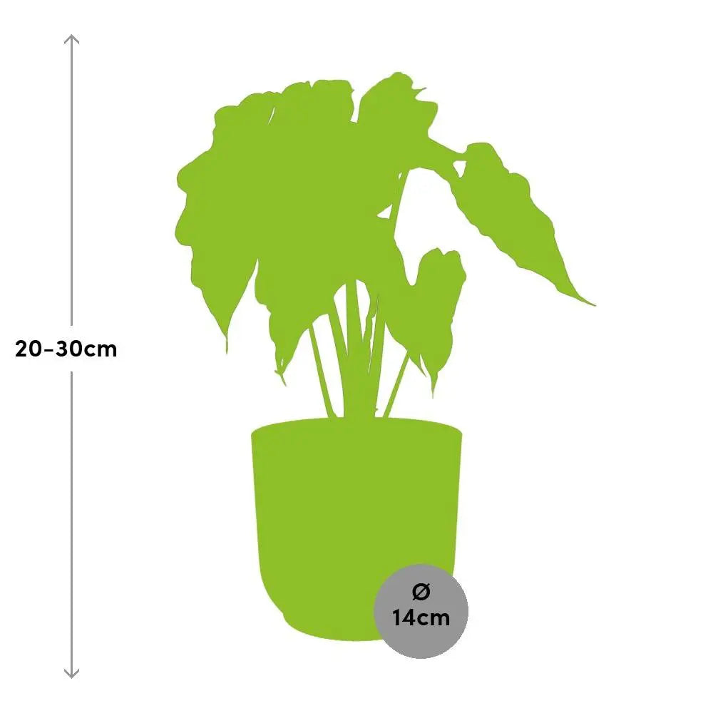 Elefantenohr (Alocasia cucullata) im Ziertopf, Ø 12 cm, Höhe ca. 30–40 cm – Gesamtansicht