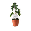 Alocasia Jacklyn im Ø12 cm Topf freigestellt auf weißem Hintergrund, ca. 30 cm hoch