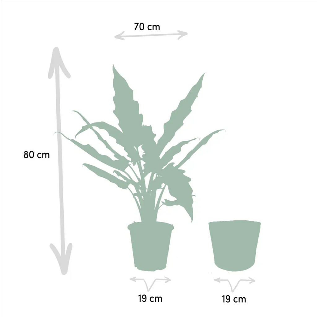 Alocasia lauterbachiana ca. 75 cm – lange markante Blätter Detail