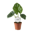 Alocasia lukiwan Zimmerpflanze in Ø12 cm Topf, ca. 20 cm hoch
