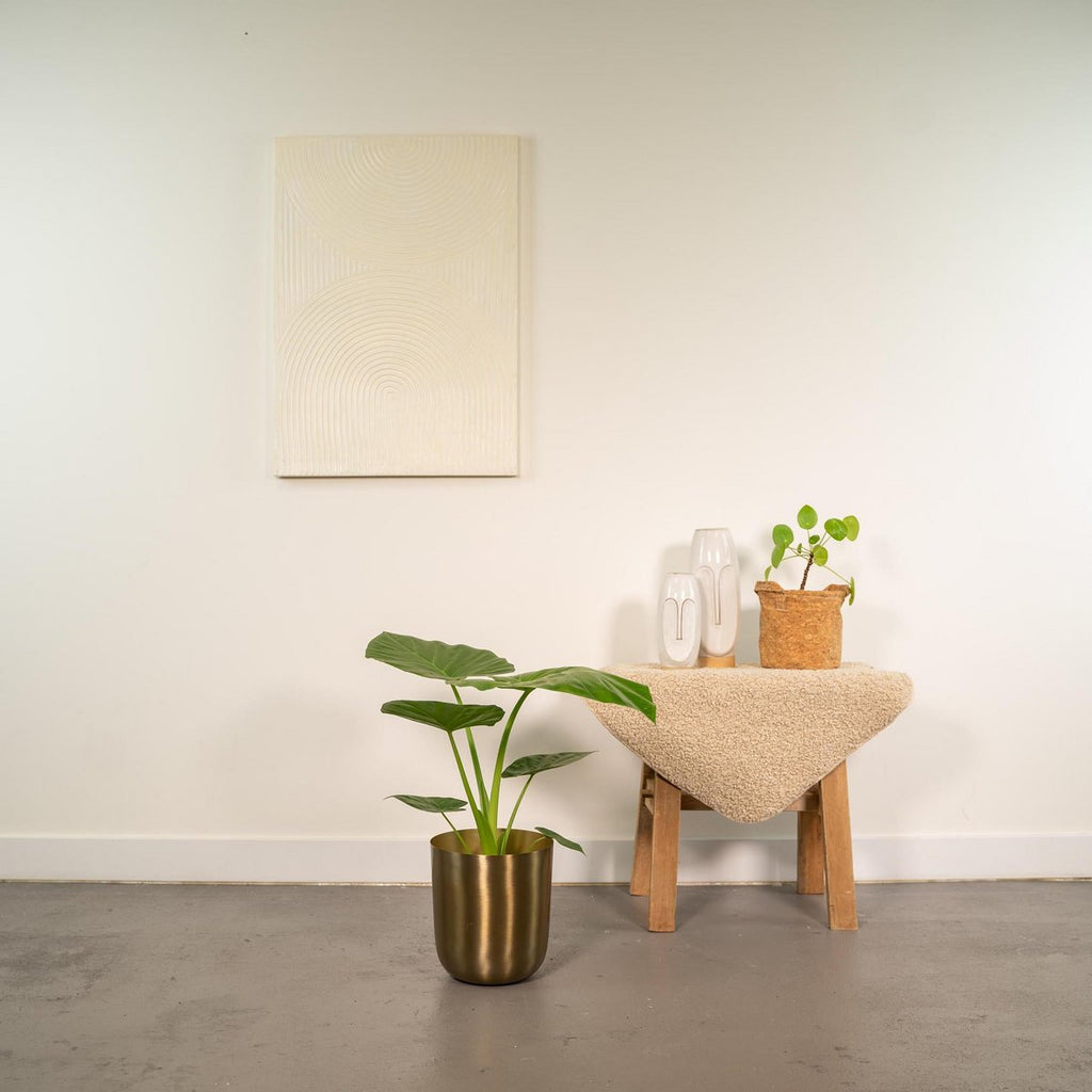 Alocasia macrorrhizos (Elefantenohr) im Ø19 cm Topf auf und vor Tisch im Wohnzimmer