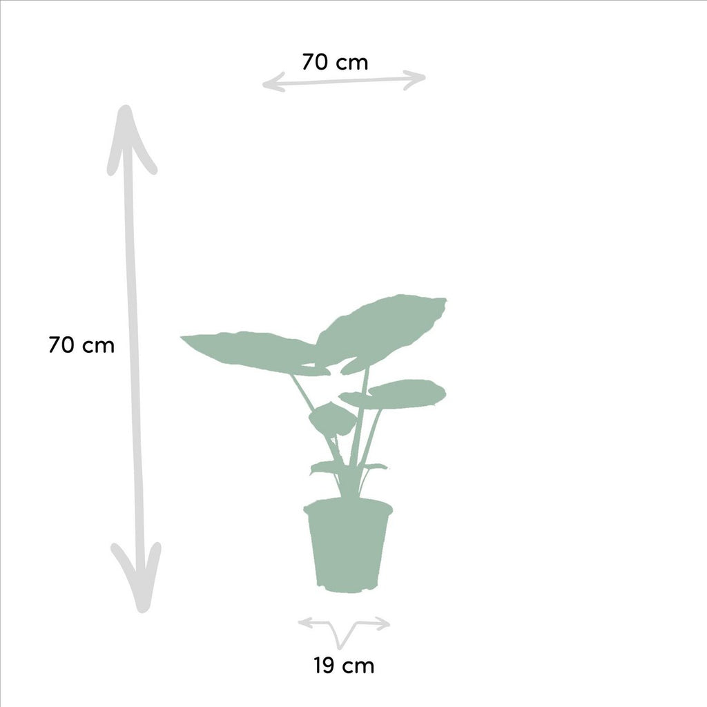 Alocasia macrorrhizos Lieferhöhe ca. 70 cm – Größenvergleich bei Lieferung