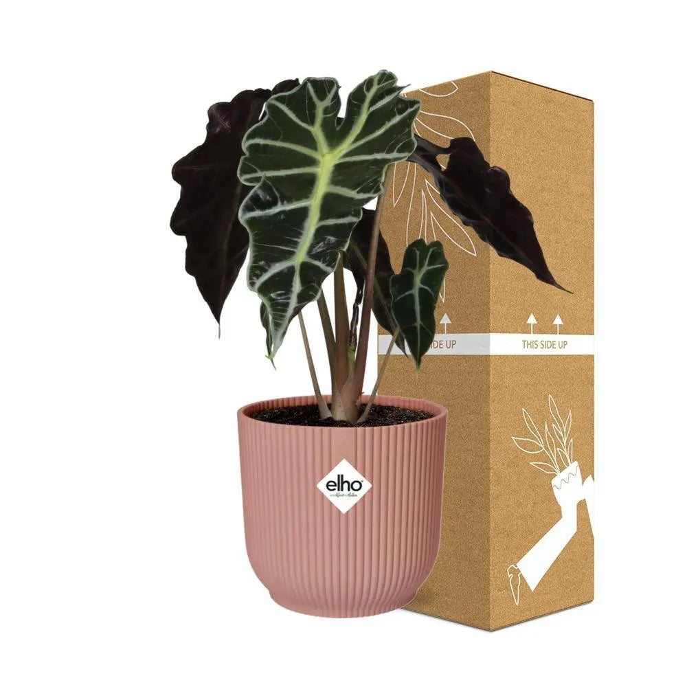 alocasia-polly-elho-rose-14cm-sichere-versandverpackung