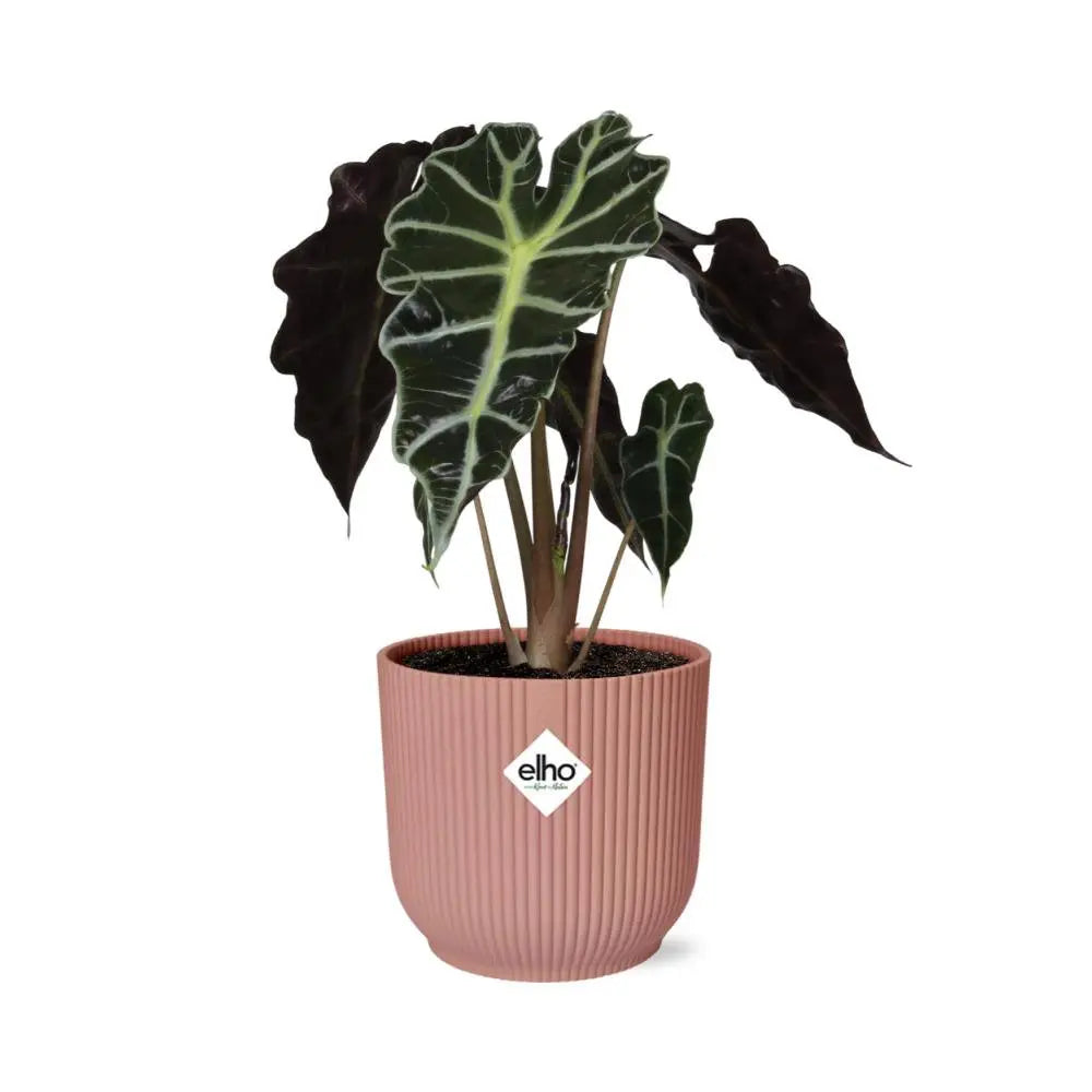 Alocasia Polly im Elho Vibes Fold Übertopf rosé Ø14 cm freigestellt auf weißem Hintergrund