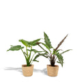 Alocasia Set mit Korb Mand Selin – Cucullata & Lauterbachiana Ø19 cm