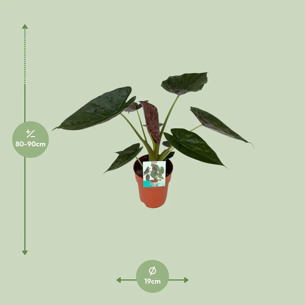Alocasia wentii (Elefantenohr) im Ø17 cm Topf, ca. 85 cm hoch