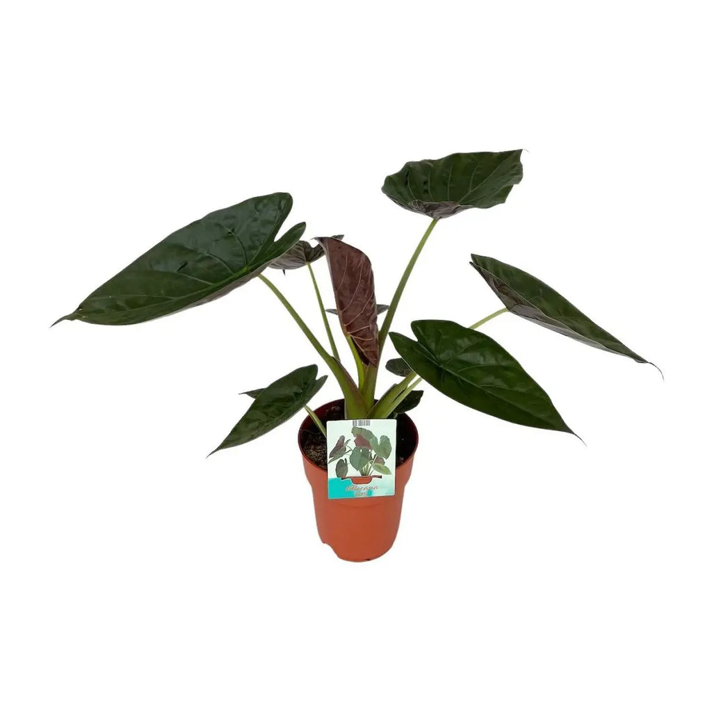 Große, herzförmige Blätter der Alocasia wentii in Nahaufnahme
