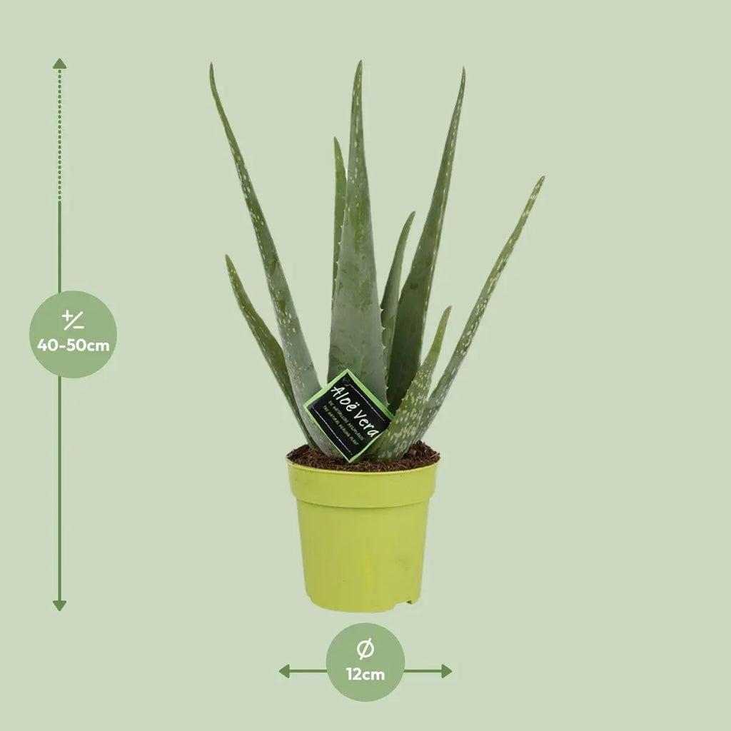 aloe-blaetter-spitz-modern-detail