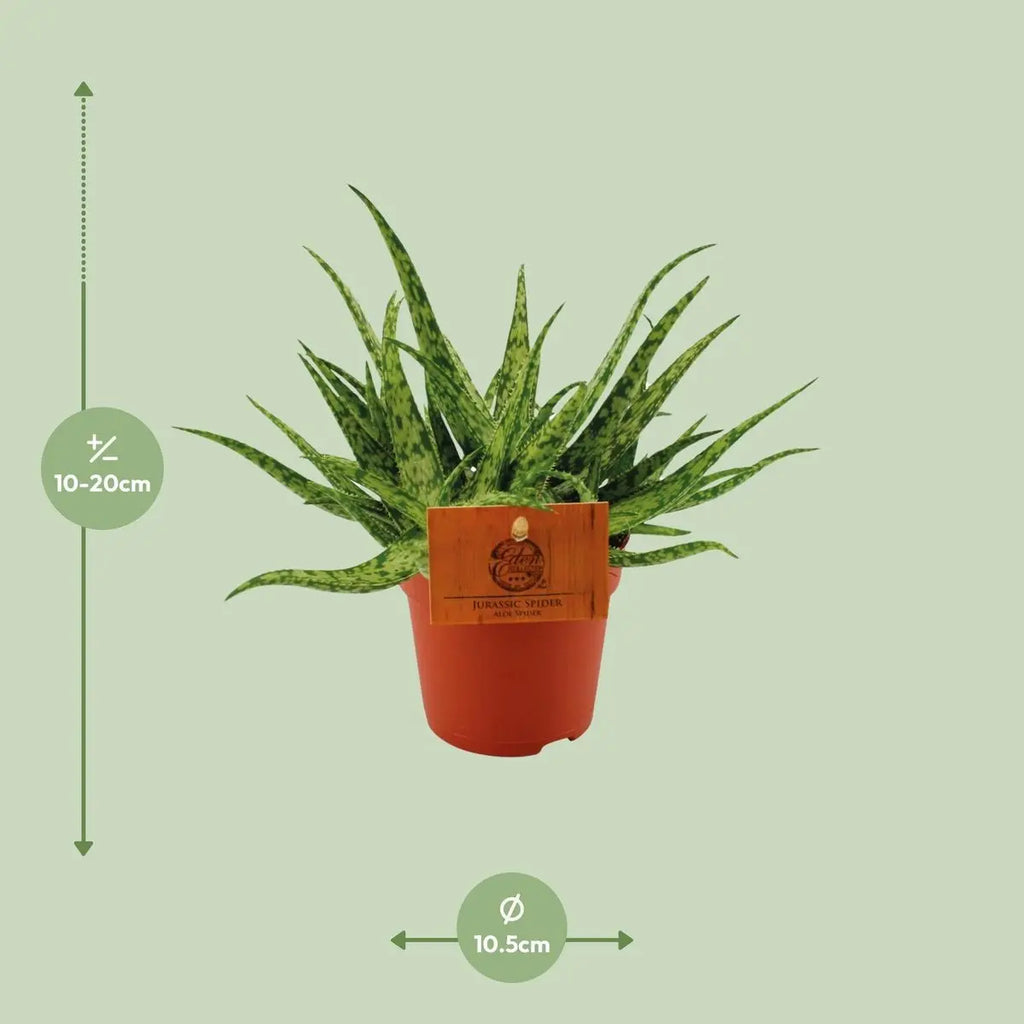 aloe-spider-pflege-sukkulente-wenig-giessen