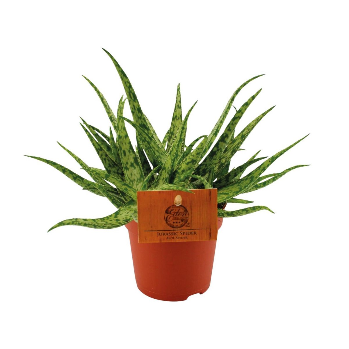 Aloe Spider Sukkulente Gesamtansicht im Topf Ø10,5 cm