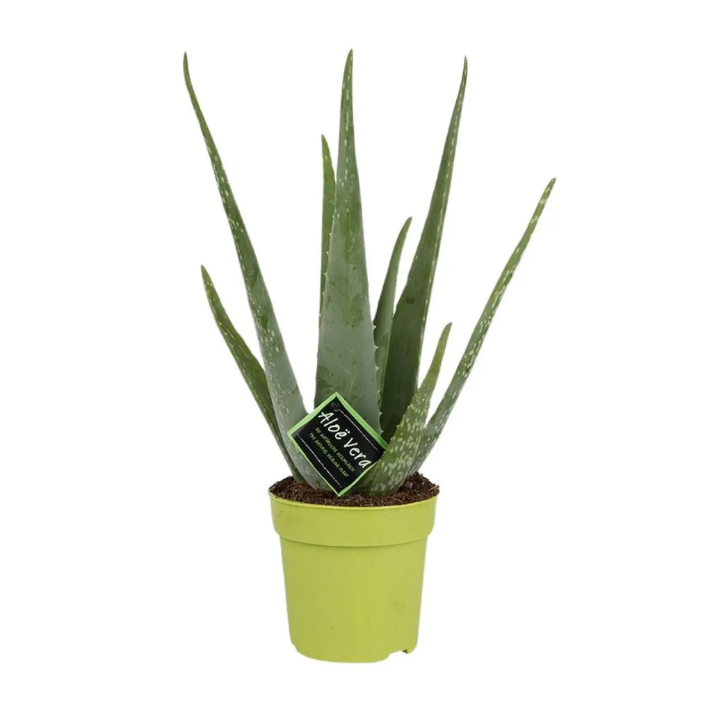 aloe-sukkulente-gesamtansicht-o12-h45