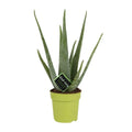 aloe-sukkulente-gesamtansicht-o12-h45