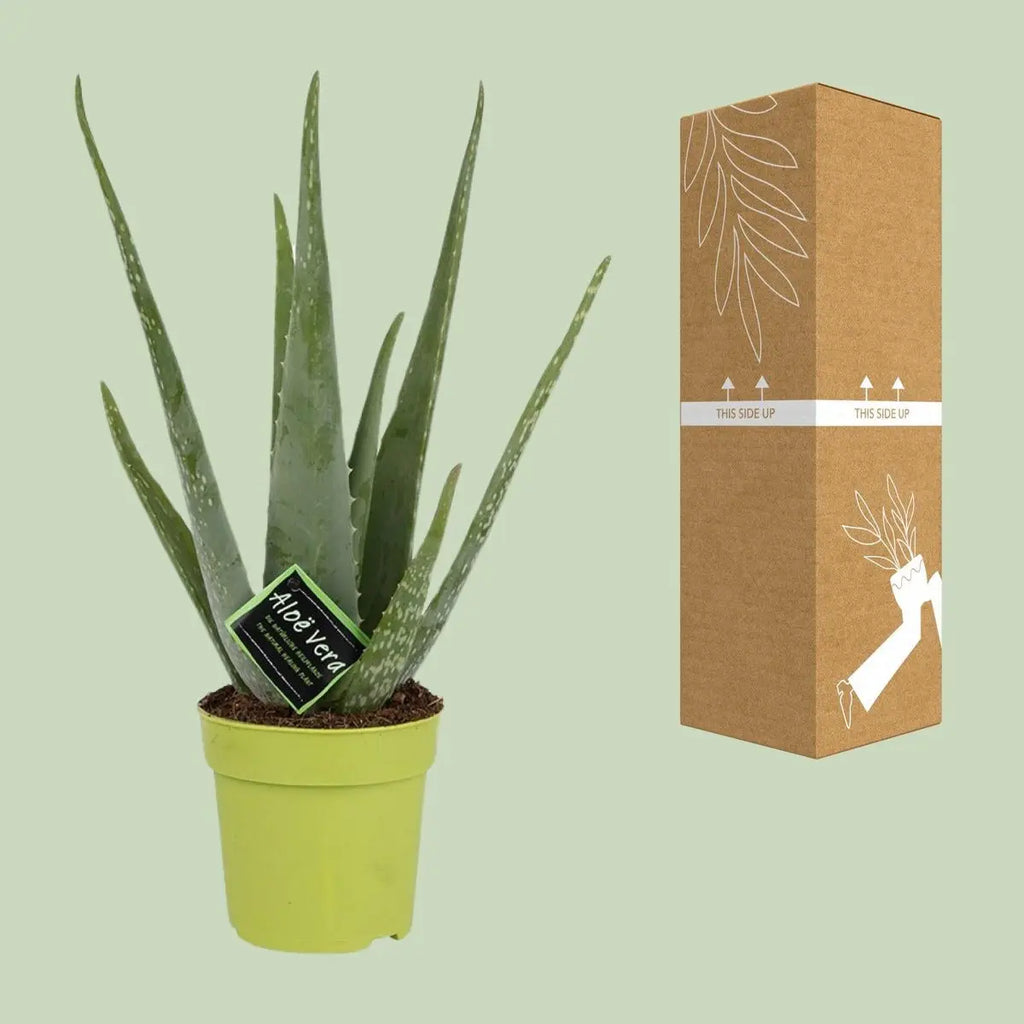 Aloe Sukkulente Gesamtansicht Ø12 cm neben bruch- und transportsicherer Verpackung